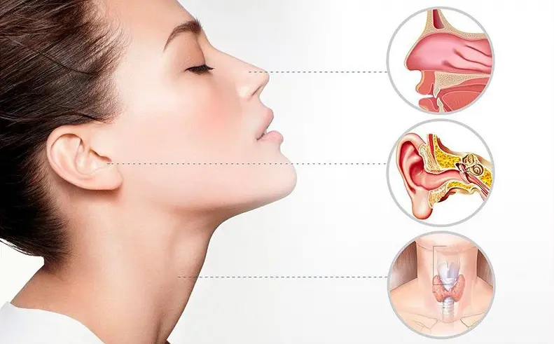 ENT anatomy illustration — ear, nose and throat